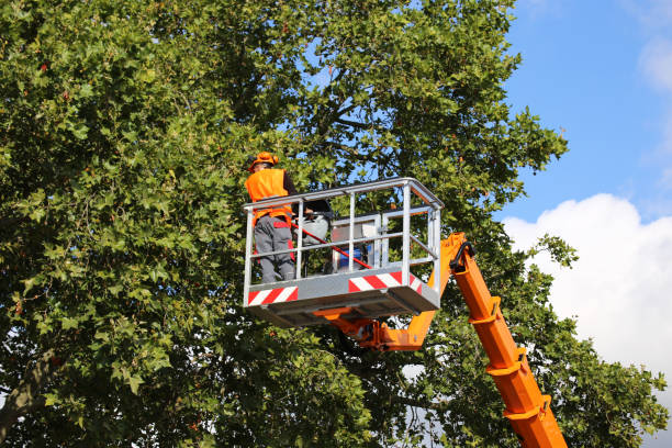 Professional Tree Services in Arapahoe, NE