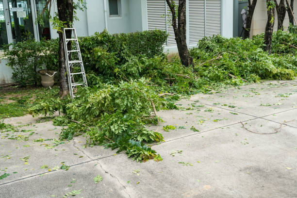 How Our Tree Care Process Works  in  Arapahoe, NE